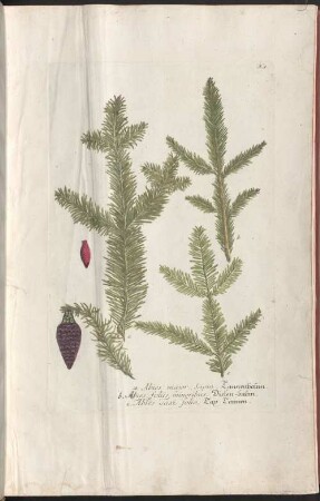 Phytanthoza-Iconographia, Sive Conspectus Aliquot millium, tam Indigenarum quam Exoticarum, ex quatuor mundi partibus, longâ annorum serie indefessoque studio, à Joanne Guilielmo Weinmanno, Dicasterii Ratisbonensis Assessore & Pharmacopola Seniore collectarum Plantarum, Arborum, Fruticum, Florum, Fructuum, Fungorum &c., 1. A. B