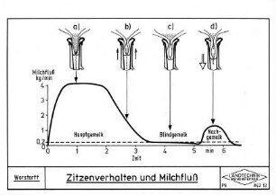 Zitzenverhalten und Milchfluß