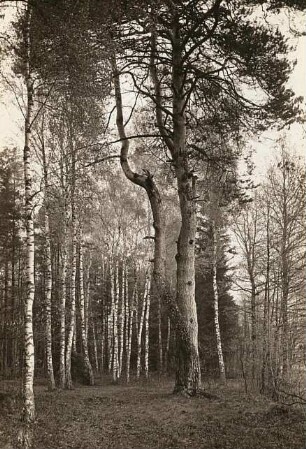 Schönteichen-Brauna. Große Kiefer (Pinus) am Schwosdorfer Wasser
