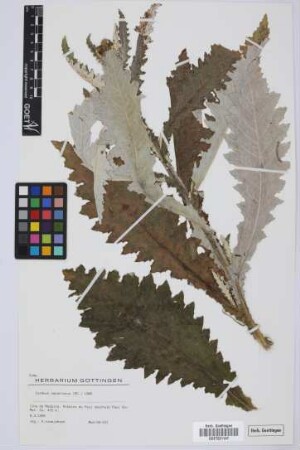 Carduus squarrosus (DC.) DC. ex Lowe