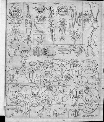 Tafel 17 : zur Isis Heft VII. 1818