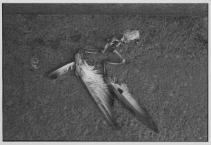 Casale Monferrato. Skelett eines Vogels
