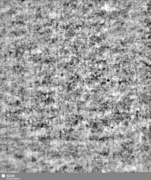Lilienschild + IESV / LW = S.3/4