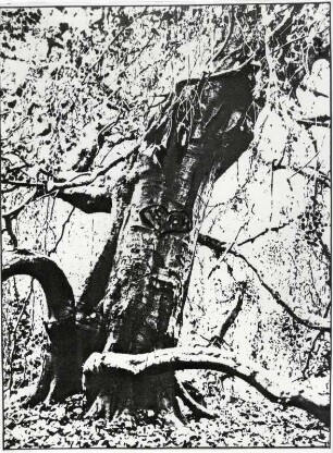 Baumdetail mit Herzen