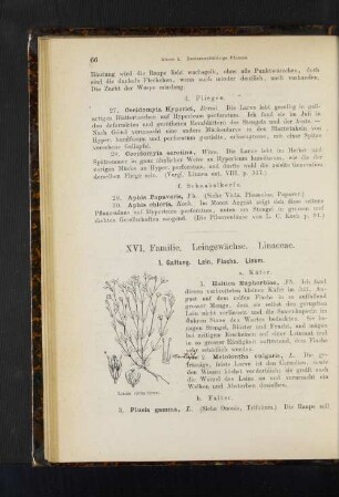 1. Gattung. Lein, Flachs. Linum.