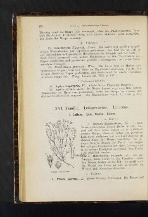 1. Gattung. Lein, Flachs. Linum.