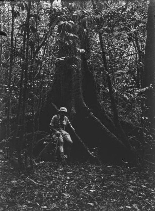 Männerportrait : Portrait eines Mannes vor den Brettwurzeln eines Baumes in einem dichten, von Menschenhand unberührten Wald