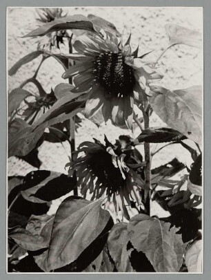 Sonnenblumen