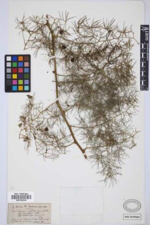 Asparagus umbellatus Link