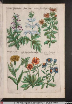 [Aster]