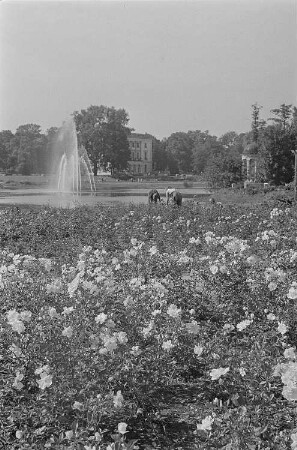 Rosen im Agra-Park
