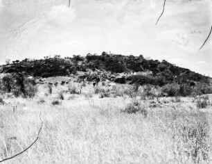 Savannenlandschaft : Blick über die Gras- und Strauchgewächse der Savanne auf einen Hügel