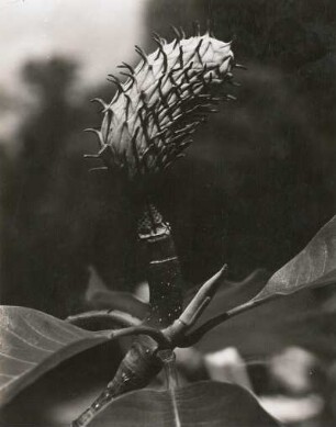 Deutschland. Magnolie (Magnolia), Balgfrucht
