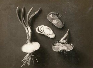 Knollenzwiebel von Gladiole (Gladiolus, auch Schwertblume) und Zwiebel von Allium repa