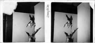Orchidee