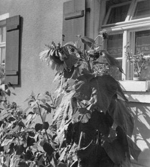 Sonnenblumen. Sonnenblume vor der Fassade eines Wohnhauses