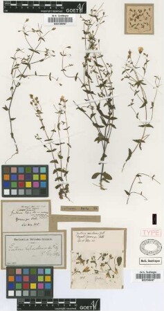 Gentiana diffusa Vahl var. mendozensis Griseb.