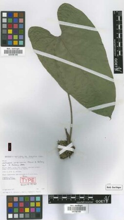 Anthurium yungasense Croat & Acebey [paratype]