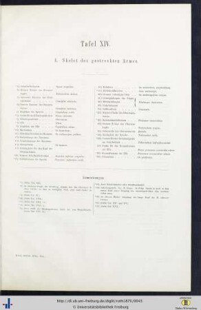 Tafel XIV. A. Skelet des gestreckten Armes.