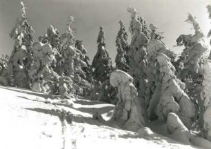 Osterzgebirge. Winterwald auf dem Kahleberg