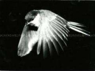 Vogel im Flug (Altersgruppe 14-17)
