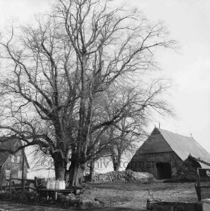 Bauerngehöft Heinrich Wagner: vorn links Milchbock mit Milchkannen: dahinter Bäume: hinten rechts Scheune: davor Misthaufen und Miete mit Steckrüben