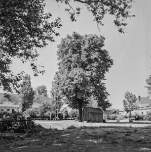 Baum : Oberlausitz. Ansicht von Gebäuden