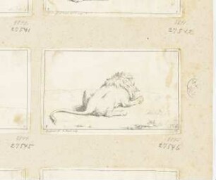 Liegender Löwe, von hinten gesehen, etwas nach rechts, Blatt 8 der Folge "Receuil de lions"