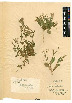 Caryophyllaceae Silene Atocion Murray, Johann Andreas (1740 - 1791) [Jerusalem, Yerushalayim, El Quds, Al-Quds, Al Quds, El Quds Esh Sherif, Al-Muqaddas, Jérusalem, Gerusalemme, Jerusalén, Aelia Capitolina, Colonia Aelia Capitolina, Hierosolyma, Urusalim, Jerusalem]