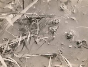 Teichfrosch (Wasserfrosch, Pelophylax "esculentus" L.), voll entwickelte Junge im Wasser