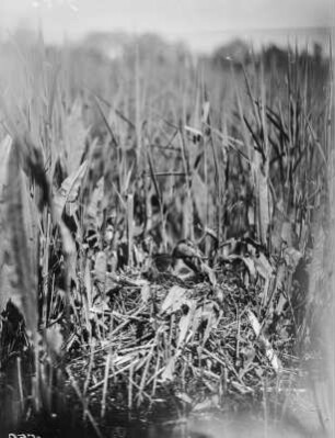 Tafelente : Tafelente (Aythya ferina Linnaeus) beim Brüten.