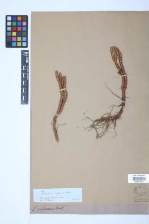 Phlegmariurus rufescens (Hook.) comb. ined.
