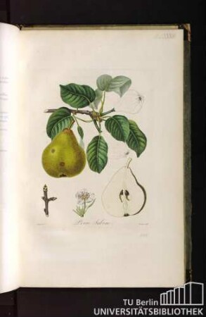Pl. LXXXIII. Poire Sabine.