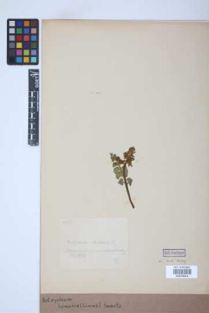 Botrychium lunaria