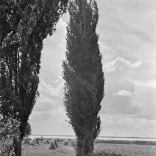 Sommerlandschaft