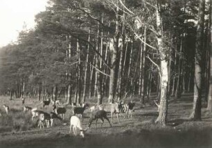 Moritzburger Teichgebiet. Wildfütterung. Rotwild und Damwild