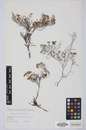 Schizogyne sericea (L.) Sch.Bip.
