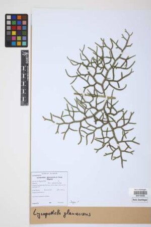 Lycopodiella glaucescens (C. Presl) B. &Oslash;llg.