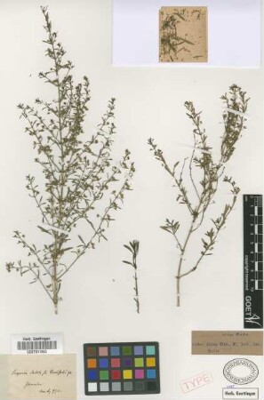 Scoparia dulcis L. var. tenuifolia Griseb.