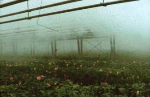 Fotografie: Gartenbautechnik-Gewächshaus, Pflanzenschutz