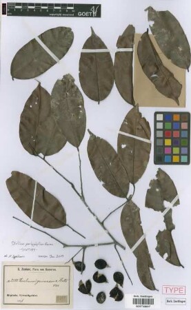 Dialium guineense Willd.