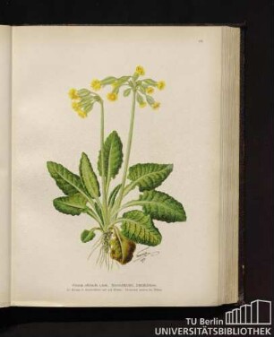 Primula officinalis Linné. Himmelschlüssel, Schlüsselblume.