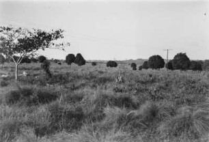 Trockenvegetation : Savannenähnliche Trockenvegetation mit Gras und einzelnen Bäumen.