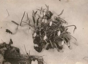 Kleines Schneeglöckchen (Galanthus nivalis) mit geschlossenen Blüten im Neuschnee