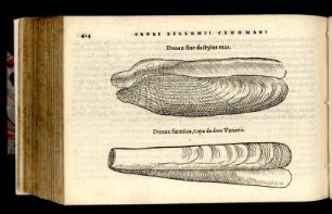 Donax sive dactylus mas. - Donax foeminae, Capa da detto Venetis