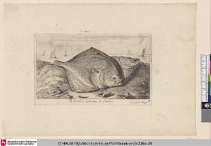 Rhombus acleatus, Le Turbot