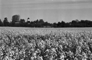 Rapsfeld in Blüte: im Hintergrund Bäume, Büsche, Gebäude, Raiffeisen-Silo: 6. Mai 1999