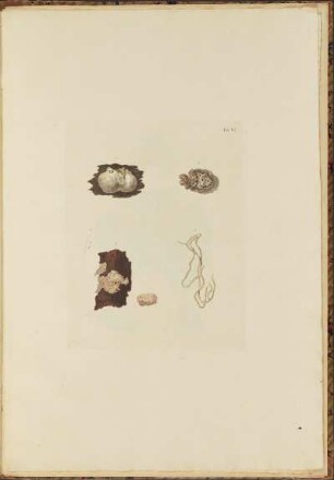 Tab. XI. Poria Cerea, Fig. 3; Clavaria Deflexa, Fig. 4