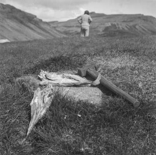 Fischklopfen : Fisch auf einem Stein, der mit Hammerschlägen ausgeklopft wird; typische Zubereitungsart auf Island