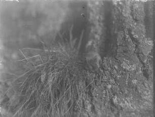 Erdmaus : Erdmaus (Microtus agrestis)